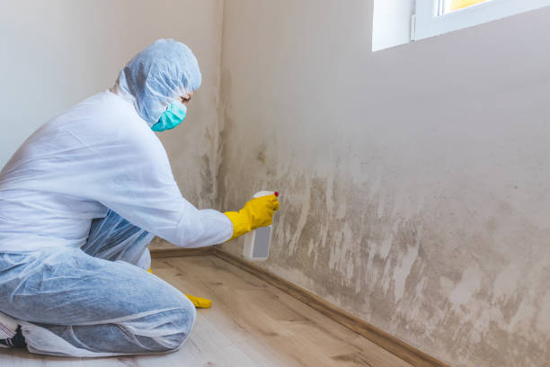 Licensed Basement Mold Remediation service in Takoma Park, MD - WQB Mold Removal