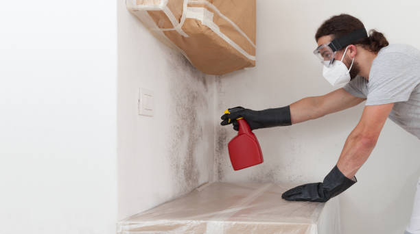 Professional Basement Mold Remediation technician working in Takoma Park, MD