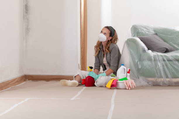Reliable Basement Mold Remediation contractor in Takoma Park, MD by WQB Mold Removal