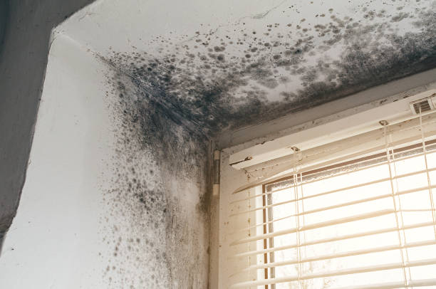 Affordable Basement Mold Remediation solutions in Takoma Park, MD