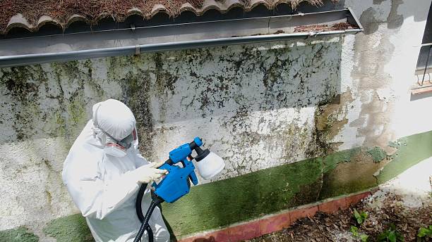 Top rated local Basement Mold Remediation specialists in Takoma Park, MD